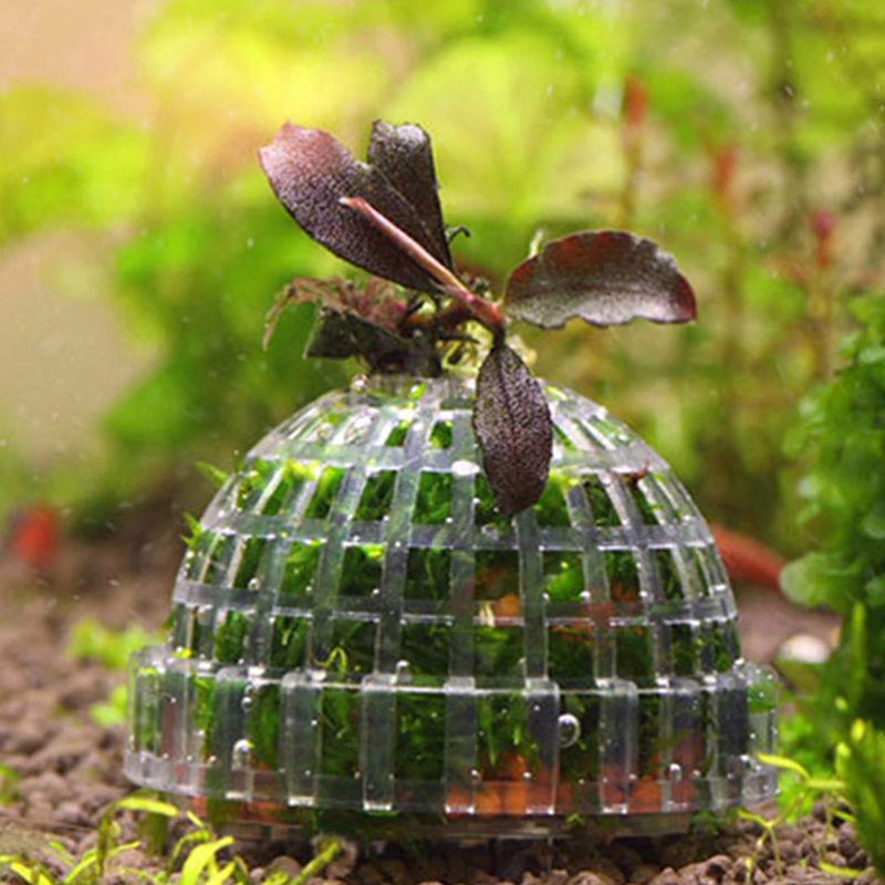 핫세일 수족관 용품 장식 아쿠아리움 모스볼 생물 식물  - Planted Aquarium For Sale 리뷰 및 가격
